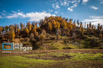 Autumn beauties of northern Iran