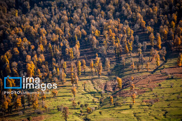 Autumn beauties of northern Iran