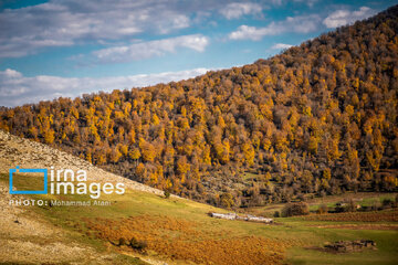 Autumn beauties of northern Iran