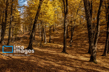 Autumn beauties of northern Iran