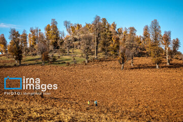 Autumn beauties of northern Iran