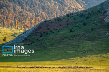 Autumn beauties of northern Iran