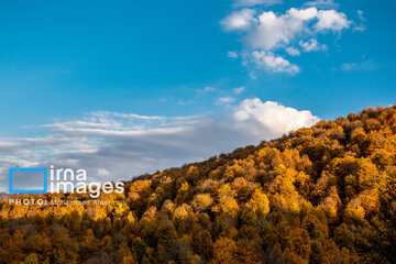 Autumn beauties of northern Iran