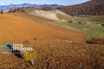 Autumn beauties of northern Iran