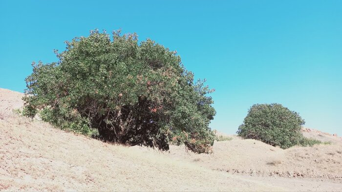 شناسایی درختان پسته‌ بیش از هزار ساله در خوشاب خراسان