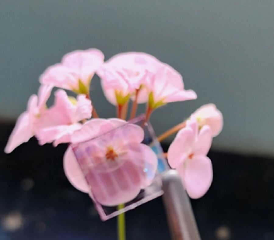 طراحی و ساخت سلولهای خورشیدی نیمه شفاف در دانشگاه تبریز طراحی و ساخت سلولهای خورشیدی نیمه شفاف در دانشگاه تبریز