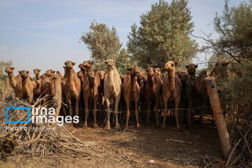 Vaccination of camels against smallpox in southern Iran