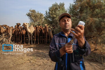 Vaccination of camels against smallpox in southern Iran