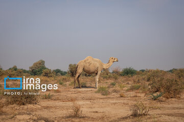 Vaccination of camels against smallpox in southern Iran