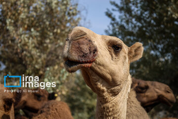 Vaccination of camels against smallpox in southern Iran