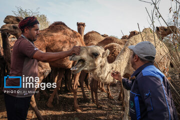 Vaccination of camels against smallpox in southern Iran