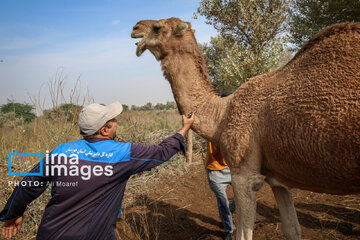 Vaccination of camels against smallpox in southern Iran