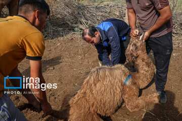 Vaccination of camels against smallpox in southern Iran