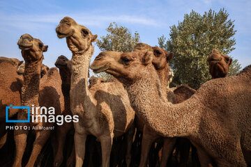 Vaccination of camels against smallpox in southern Iran