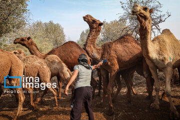 Vaccination of camels against smallpox in southern Iran