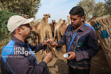 Vaccination of camels against smallpox in southern Iran