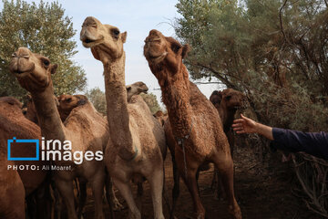 Vaccination of camels against smallpox in southern Iran