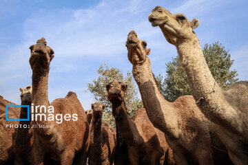 Vaccination of camels against smallpox in southern Iran