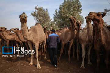 Vaccination of camels against smallpox in southern Iran