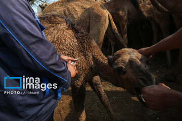 Vaccination of camels against smallpox in southern Iran