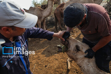 Vaccination of camels against smallpox in southern Iran