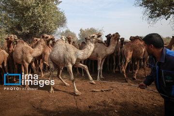 Vaccination of camels against smallpox in southern Iran