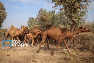 Vaccination of camels against smallpox in southern Iran