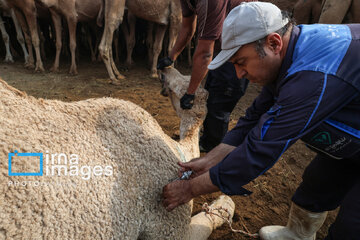 Vaccination of camels against smallpox in southern Iran