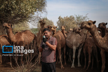 Vaccination of camels against smallpox in southern Iran