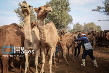 Vaccination of camels against smallpox in southern Iran