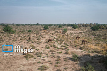 Vaccination of camels against smallpox in southern Iran