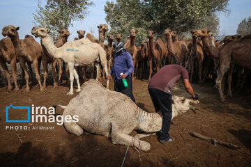 Vaccination of camels against smallpox in southern Iran