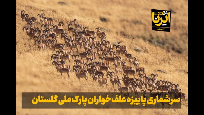 فیلم| سرشماری گونه‌های علف‌خوار پارک ملی گلستان