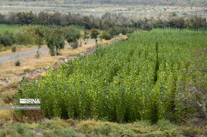 بررسی طرح مردمی کاشت یک میلیارد درخت در چهارمحال و بختیاری