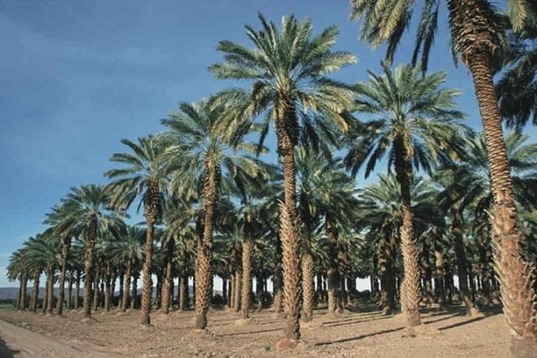 راهنمای خرید صنایع دستی و سوغاتی‌های کیش