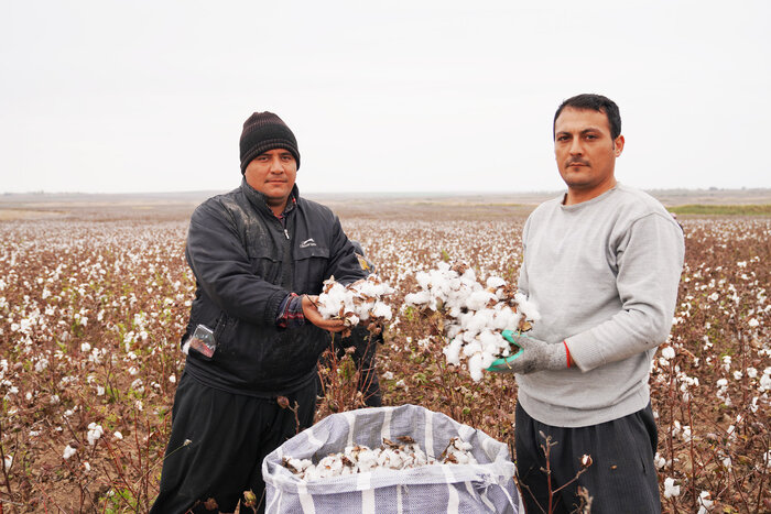 کاهش قیمت محصول صدای پنبهکاران دشت مغان را درآورد/ کشاورزان: دیگر پنبه نمیکاریم