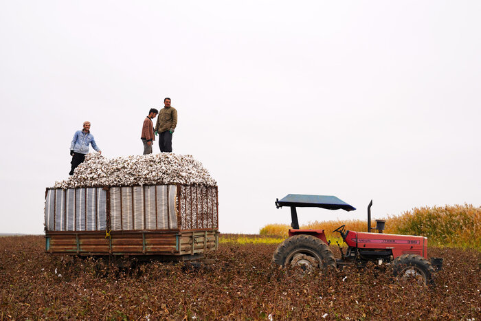 کاهش قیمت محصول صدای پنبهکاران دشت مغان را درآورد/ کشاورزان: دیگر پنبه نمیکاریم