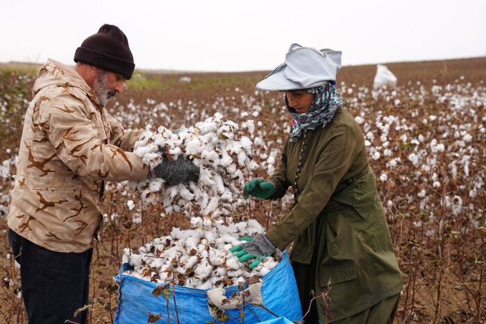 کاهش قیمت محصول صدای پنبهکاران دشت مغان را درآورد/ کشاورزان: دیگر پنبه نمیکاریم