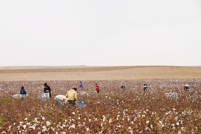 کاهش قیمت محصول صدای پنبهکاران دشت مغان را درآورد/ کشاورزان: دیگر پنبه نمیکاریم