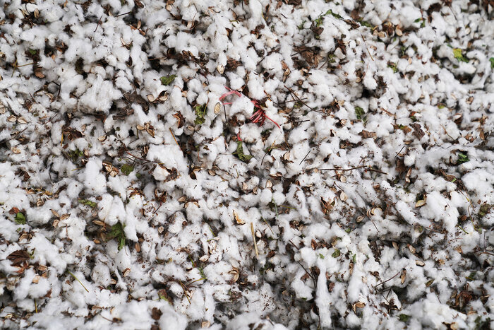 کاهش قیمت محصول صدای پنبهکاران دشت مغان را درآورد/ کشاورزان: دیگر پنبه نمیکاریم