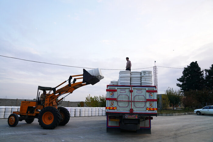 کاهش قیمت محصول صدای پنبهکاران دشت مغان را درآورد/ کشاورزان: دیگر پنبه نمیکاریم