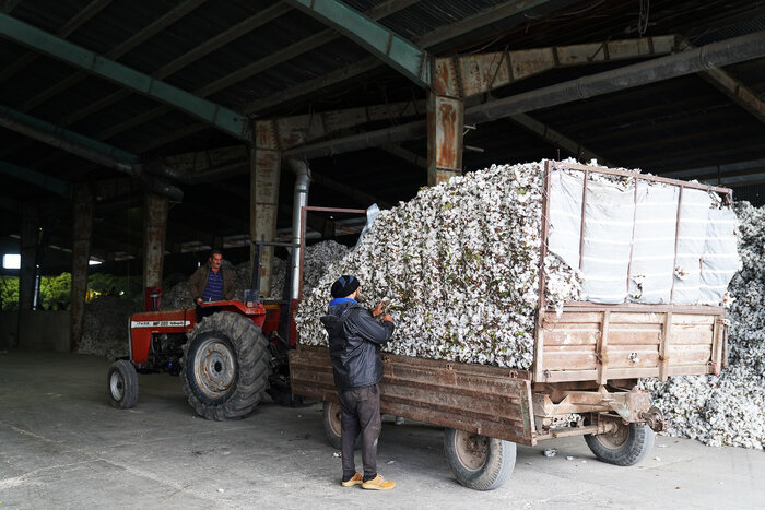 کاهش قیمت محصول صدای پنبهکاران دشت مغان را درآورد/ کشاورزان: دیگر پنبه نمیکاریم