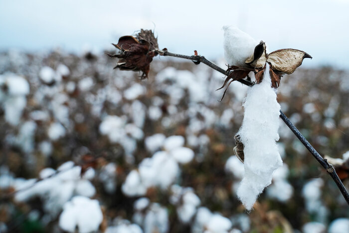 کاهش قیمت محصول صدای پنبهکاران دشت مغان را درآورد/ کشاورزان: دیگر پنبه نمیکاریم