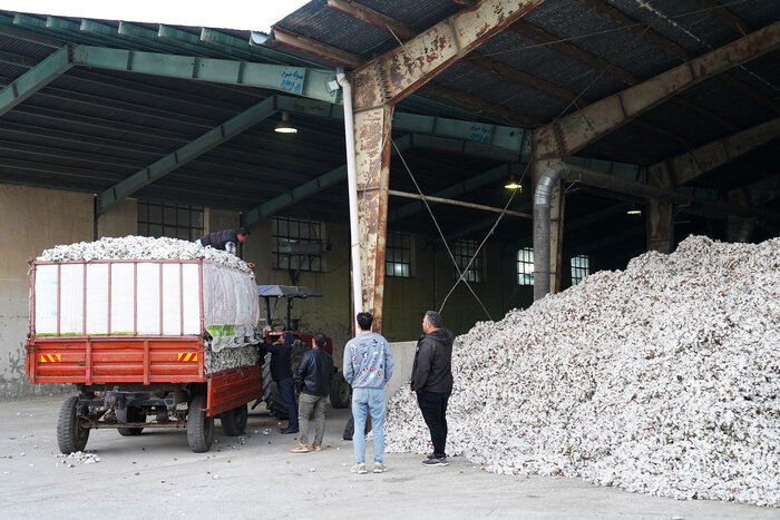 کاهش قیمت محصول صدای پنبهکاران دشت مغان را درآورد/ کشاورزان: دیگر پنبه نمیکاریم