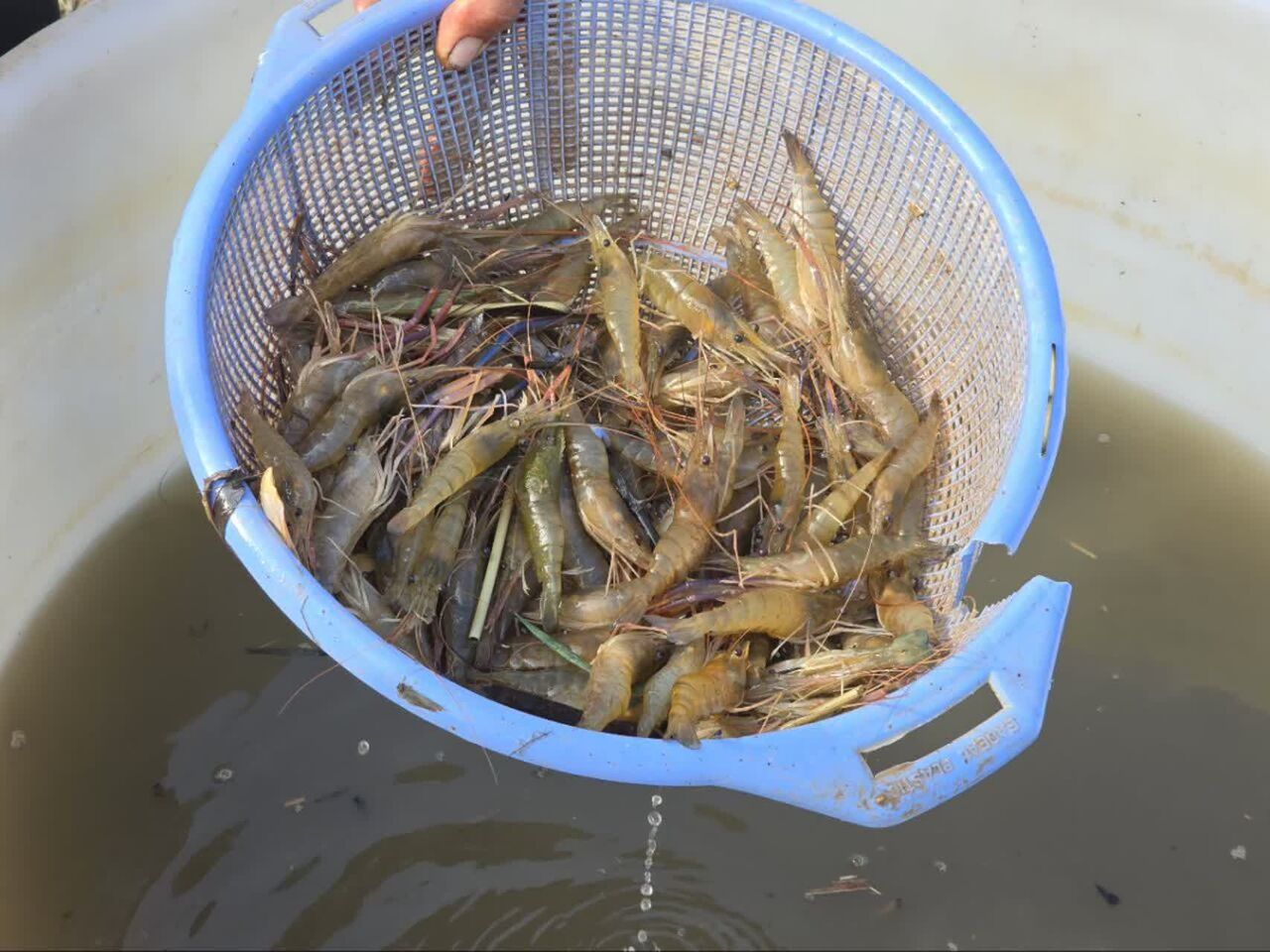 آغاز صید میگو در قصرشیرین