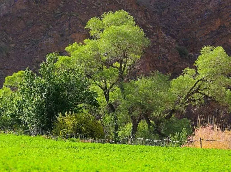 روستای کوهپایه؛ نگین سبز و درخشنده استان کرمان