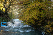 Autumn beauties in Iran's Hyrcanian forests