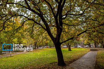 Autumn beauties in Iran’s Tabriz