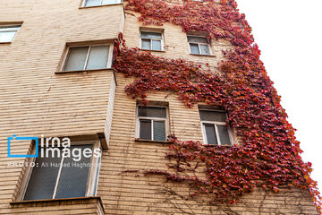 Autumn beauties in Iran’s Tabriz