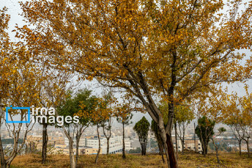 Autumn beauties in Iran’s Tabriz